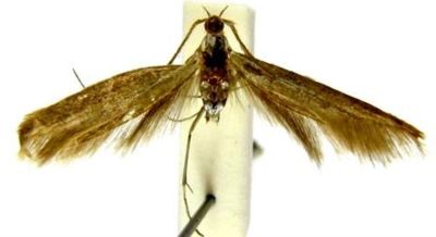 coleophora wockeella var. fumigatella; Coleophora wockeella (Zeller) var. fumigatella (Caradja, 1920)
