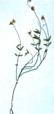 salba moale pitică; Euonymus nana (M.B., 1819)