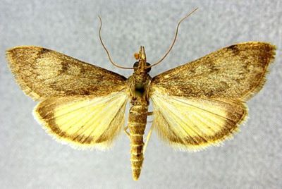 Mecyna polygonalis var. gracilis (Caradja, 1916)