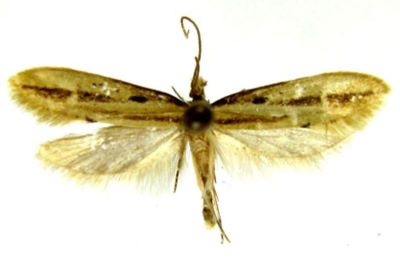Oridryas angarensis (Caradja, 1939)