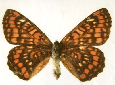 euphydryas maturna f. urbani; Euphydryas maturna (Linnaeus, 1758) f. urbani (Hirschke, 1900)