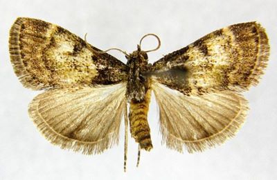 Macalla dubiosalis (Caradja, 1925)