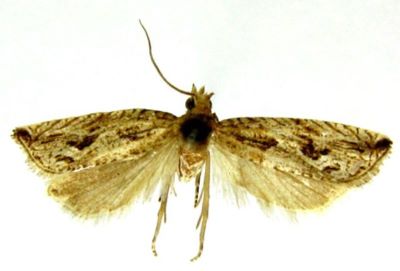 bactra lanceolana var. lacteana; Bactra lanceolana (Hübner) var. lacteana (Caradja, 1916)