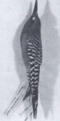 ciocănitoare; Melanerpes uropygialis (Baird D F, 1854) syn. Centurus uropygialis