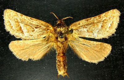 Hepialus dobrogensis (Caradja, 1932)