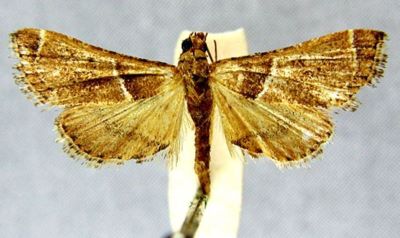 Endotricha consobrinalis meloui (Whalley, 1963)