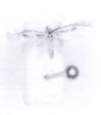 Bucculatrix chrysanthemella (Rebel, 1896)