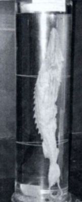 sturion de Amu Daria; Pseudoscaphirhynchus kaufmanni
