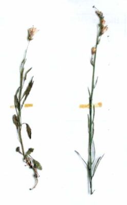 clopoței; Campanula romanica (C.) Rotundifolia( L.) subsp. romanica (Săvul.) (Hayek.)