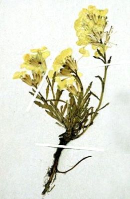 micsandre sălbatice de munte; Erysimum wittmanni ssp. Transsilvanicum (Schur, 1866)
