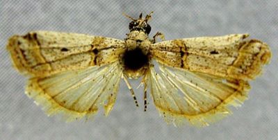 Salebria brephiella var. farinosella (Caradja, 1910)