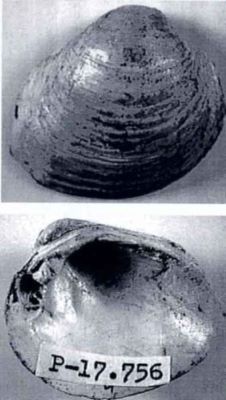 psilunio inermis - holotip; Psilunio (Psilunio) inermis (Papaianopol, 1992)