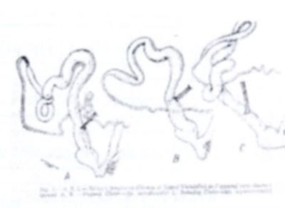 melc; Milax rusticus longipensis (Grossu și Lupu, 1961)