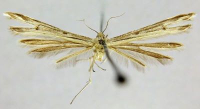 Stenoptilia transversata (Gibeaux, 1995)