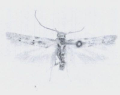 Auximobasis variolata (Walsingham, 1897)