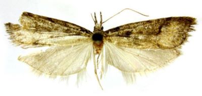 meridarchis bryonephella; Meridarchis bryonephela (Meyrick, 1938)