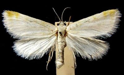Patissa tonkinialis (Caradja, 1926)