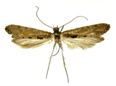 plutella senilella var. nigra; Plutella senilella (Zeller, 1839) var. nigra (Caradja, 1920)