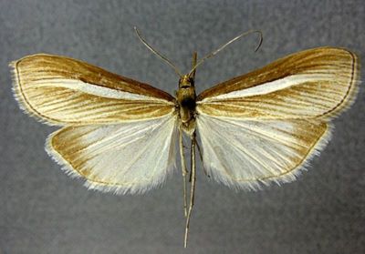 Euclasta (Proteuclasta) stotzneri (Caradja, 1927)