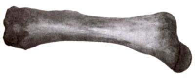 mamut; mammuthus primigenius