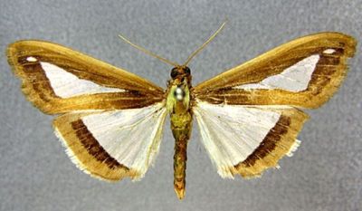 Margaronia salmenalis (Swinhoe, 1906)