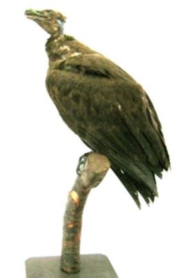 vultur negru; Aegypius monachus (Linnaeus, 1766)