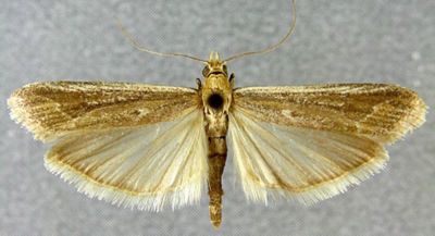 Heterographis rufomixtella (Zerny, 1914)