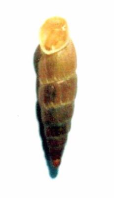 Alopia (Alopia) helenae ciucasiana (Grossu, 1969)