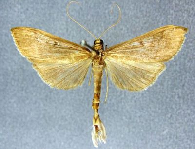 Bradina melanoperas sinensis (Caradja, 1925)