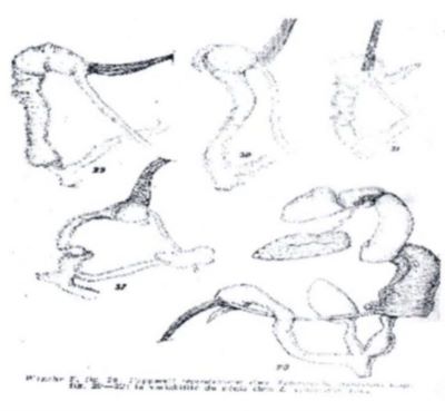 melc; Lehmannia vrancensis (Lupu, 1973)