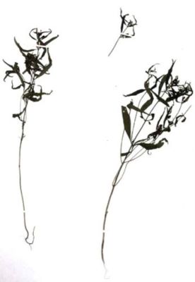ciormoiag; Melampyrum sylvaticum ssp. saxosum (Baumg.) (Beauv., 1816)