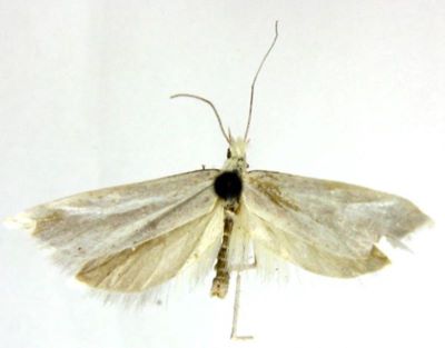 Charitoleuca homochares (Meyrick, 1938)
