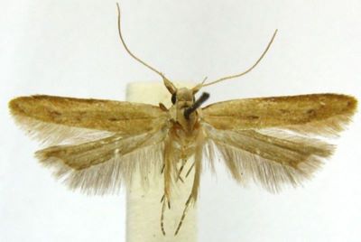 Lathontogenus adustipennis (Walsingham, 1897)