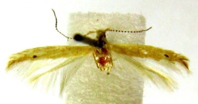 Coleophora asthenella (Constant, 1893), var. elutella (Chrétien)