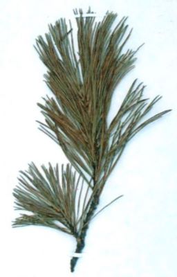zâmbru; Pinus cembra (Linnaeus, 1753)