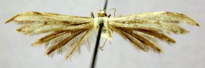 Pterophorus lienigianus var. catharodactylus (Caradja, 1920)