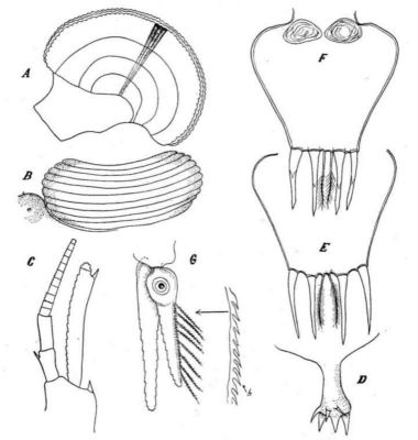 Erythrops peterdohrni (Băcescu & Schiecke, 1974)