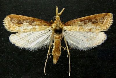 Schoenobius vescerellus (Chrétien, 1910)