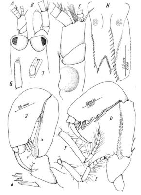 Heteromysis harpaxoides (Băcescu & Bruce, 1980)