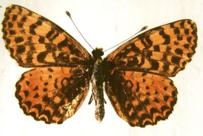 Melitaea didyma didyma (Esper, 1779)