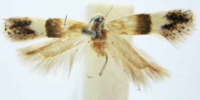 anacamsis polychromella var. rebeliella; Anacampsis polychromella (Rebel) var. rebeliella (Caradja, 1920)