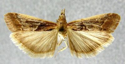 Ancylosis flamella var. nigrella (Caradja, 1916)
