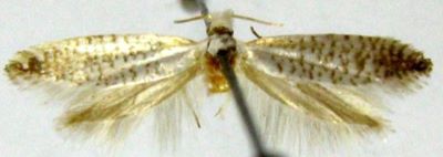 argyresthia fundella ab. albicornis; Argyresthia fundella (Fisher v. Rosslerstamm, 1835) ab. albicornis (Caradja, 1920)