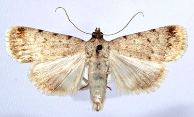 Autophila asiatica f. argentea (Caradja, 1930)
