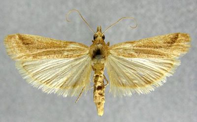 Ancylosis bartelella (Caradja, 1910)