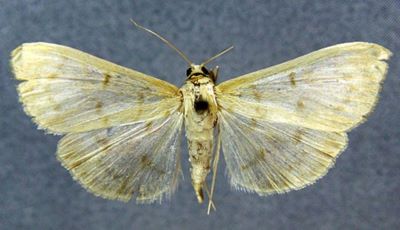 Sylepta lucidalis (Caradja, 1925)