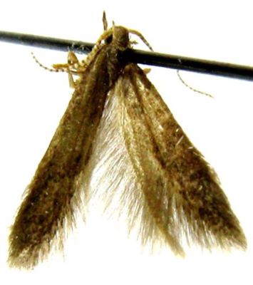Coleophora pseudoprunifoliae (Căpușe, 1971)