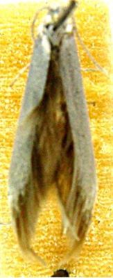 Coleophora draghiella (Căpușe, 1971)