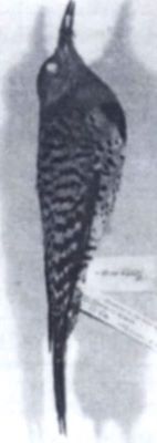 ciocănitoare; Colaptes auratus (Linnaeus, 1758)
