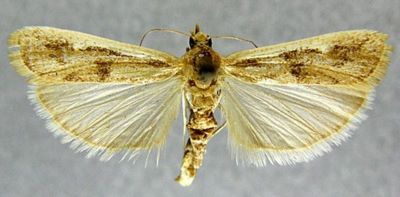 Heterographis xylinella var. desertella (Caradja, 1910)